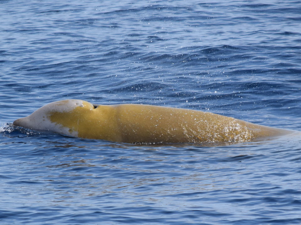 Baleia-de-bico-de-Cuvier