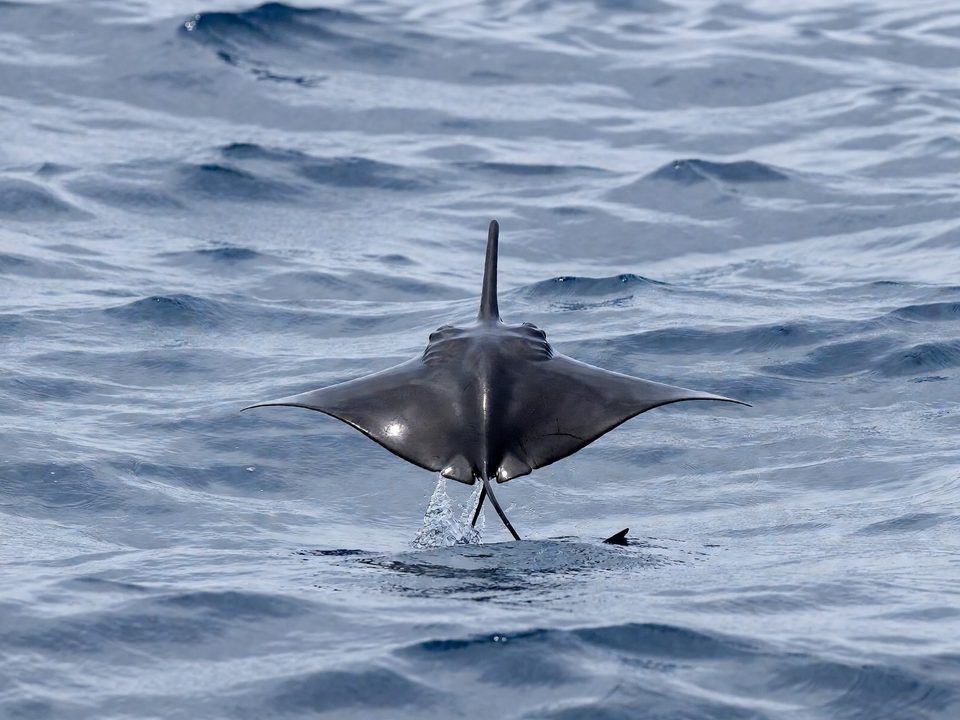 Jamanta (Mobula)