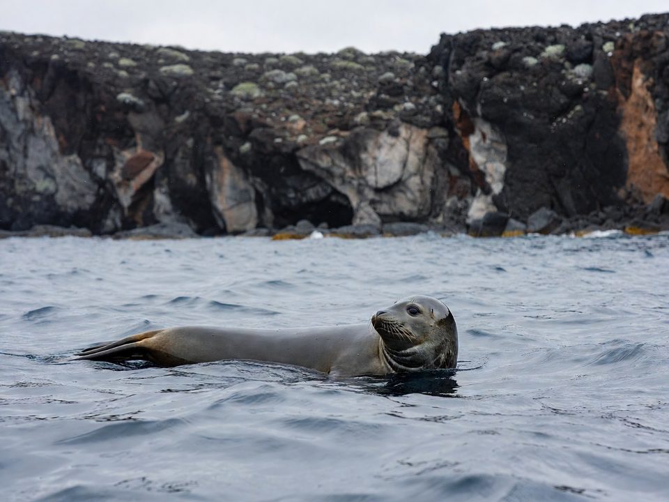 Foca-monge-do-Mediterrâneo